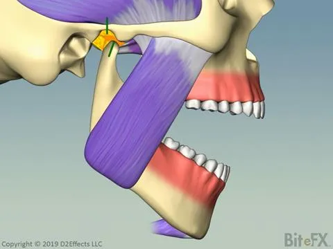 Open Close All Muscles